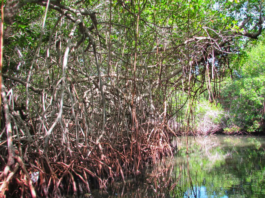 Cartagena: Rosario Island and Mangroves Private Day Trip - Walking the Village After Lunch and Picking Up Handcrafts