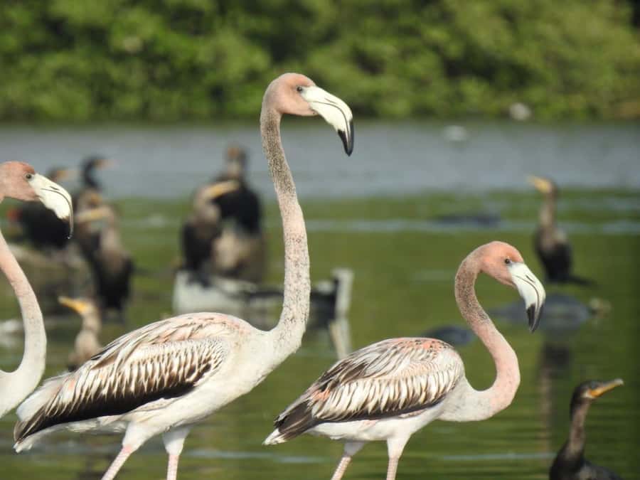 Cartagena: Sail in the mangroves of Cartagena - Where You Start In La Boquilla (And Why Getting There Matters)