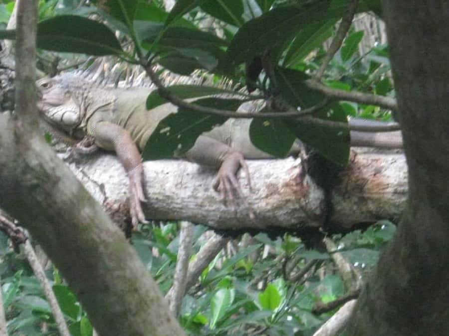 Cartagena: Sail in the mangroves of Cartagena - Inside The Mangroves: What You’ll See Beyond The Basics