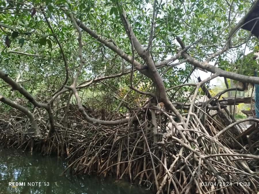 Cartagena: Sail in the mangroves of Cartagena - Bird Watching: How To Get The Most From This Part