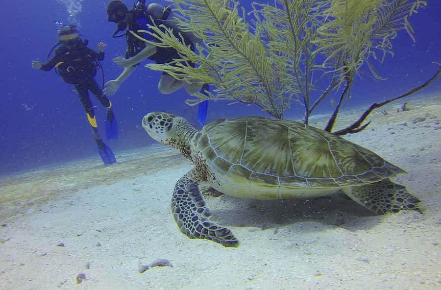 Cartagena: Scuba Diving Day Trip at Playa Blanca with Lunch - Key things to know before you go