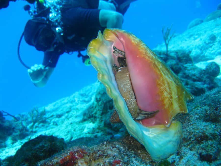 Cartagena: Scuba Diving Day Trip at Playa Blanca with Lunch - Lunch on Baru Island, then Playa Blanca’s beach reset