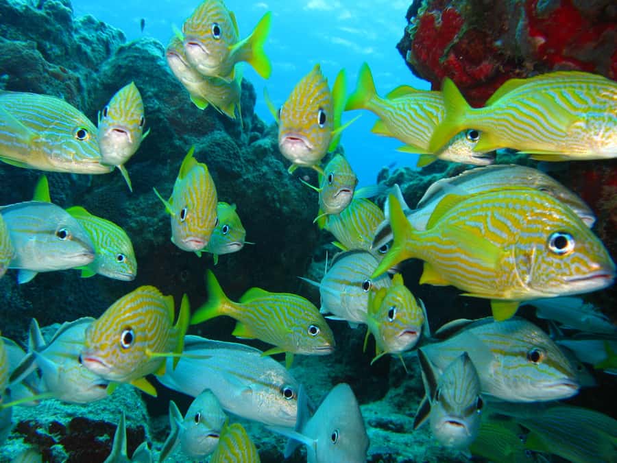 Cartagena: Scuba Diving Day Trip at Playa Blanca with Lunch - The Playa Blanca transit back to Cartagena by 4:30