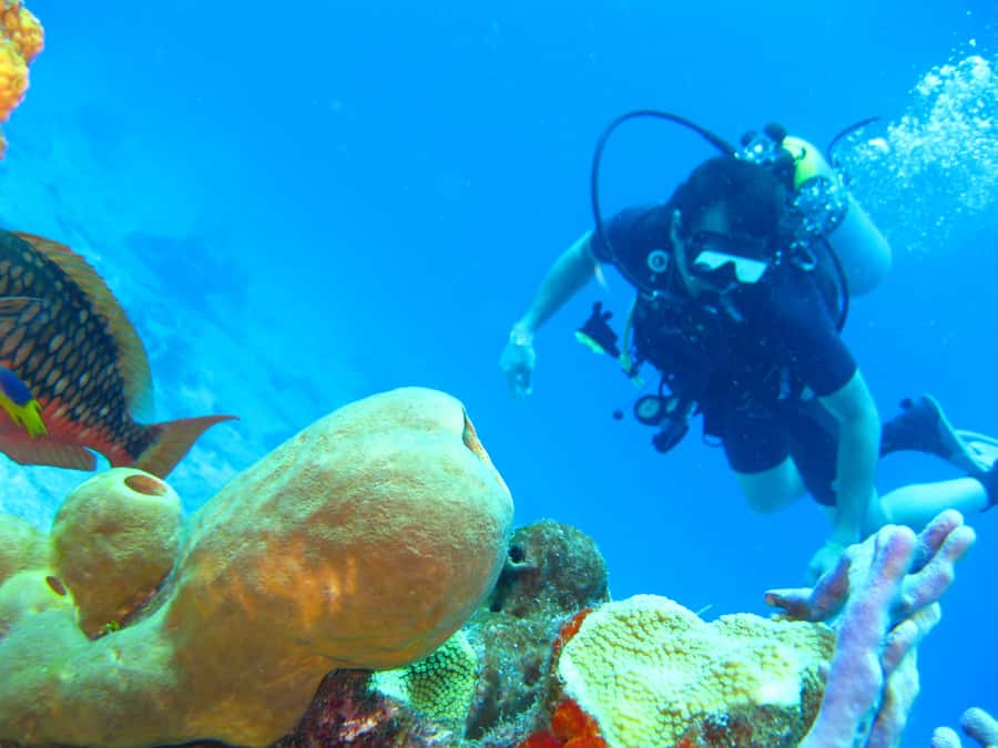 Cartagena: Scuba Diving Day Trip at Playa Blanca with Lunch - Price and value: does $120 make sense for your day?