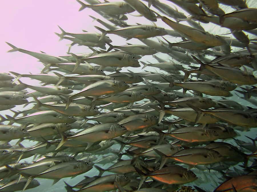Cartagena: Scuba Diving Day Trip at Playa Blanca with Lunch - Who should book this reef-and-beach day trip
