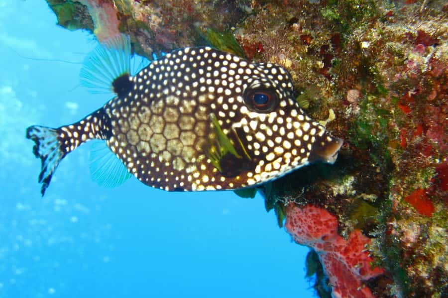 Cartagena: Scuba Diving Day Trip at Playa Blanca with Lunch - Should you book this Cartagena day trip to Playa Blanca?