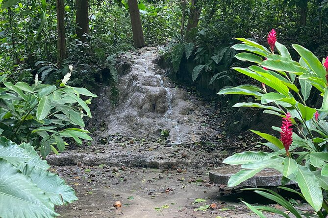 Cartagena : Sighting of fauna and flora in the botanical garden. - From the Clock Tower Pickup to the Botanical Garden Gate