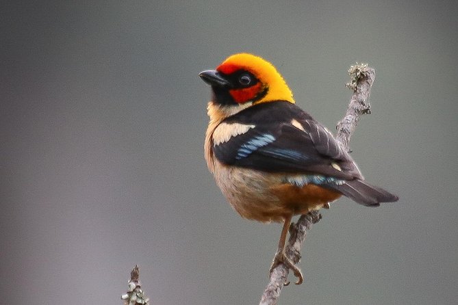 Chicaque Cloud Forest Birding & Birdwatching - Half day - Key points to know before you go