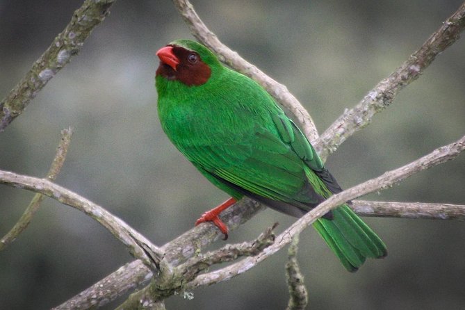 Chicaque Cloud Forest Birding & Birdwatching - Half day - Why Parque Natural Chicaque is such a strong Bogotá birding choice