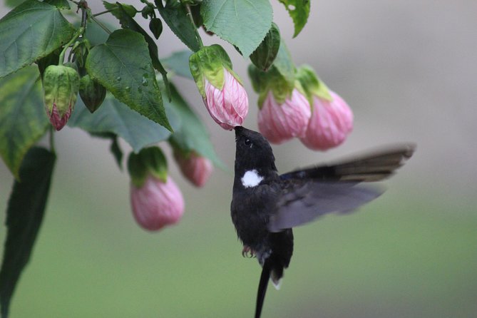 Chicaque Cloud Forest Birding & Birdwatching - Half day - From Bogotá Marriott to the park: how the day starts