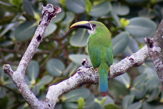 Chicaque Cloud Forest Birding & Birdwatching - Half day - The weather at 2400 to 2700 meters: 16°C, light rain, and what to wear