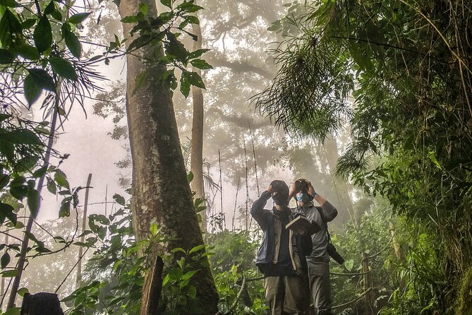Chicaque Cloud Forest Birding & Birdwatching - Half day - Birding with a guide: how the experience becomes more than a walk