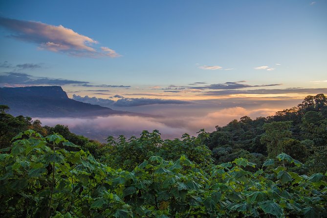 Chicaque Cloud Forest Birding & Birdwatching - Half day - What you can realistically see: 30 species, sometimes 40, and a few standouts