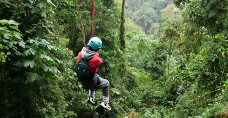 Chicaque Foggy Forest Hike - Cloud-forest wildlife: what to watch for and how to look smarter