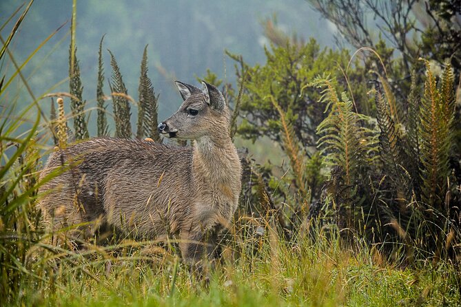 Chingaza National Park Day Tour from Bogotá: Andean Wilderness - Starting Smoothly in Bogotá: Pickup, Timing, and What to Expect