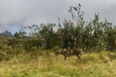 Chingaza National Park Day Tour from Bogotá: Andean Wilderness