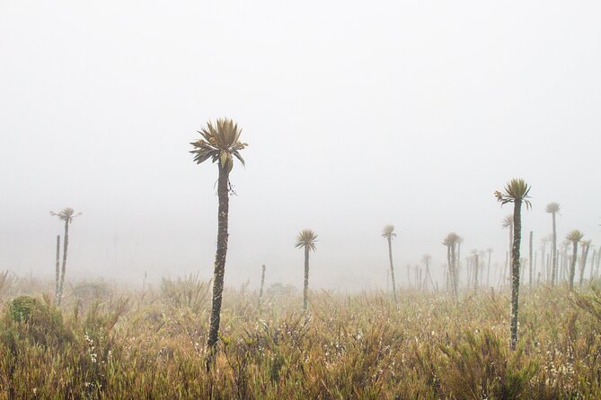 Chingaza National Park Day Tour from Bogotá: Andean Wilderness - Rain, Altitude, and Packing: What Will Make or Break the Day