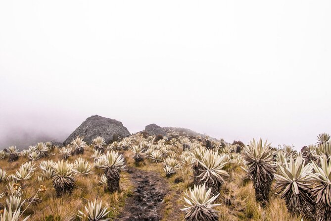 Chingaza National Park Day Tour from Bogotá: Andean Wilderness - The Group Size Feel and Guide Quality: What You Can Count On