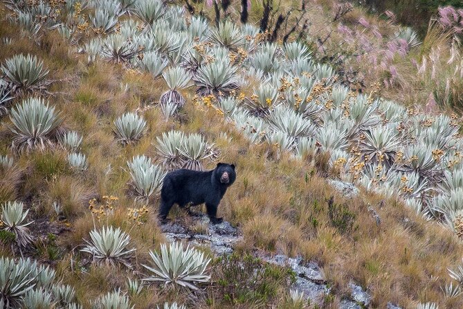 Chingaza Wildlife Páramo Adventure - Bogotá To Chingaza: The Value of a Day Trip That Feels Like a Real Expedition
