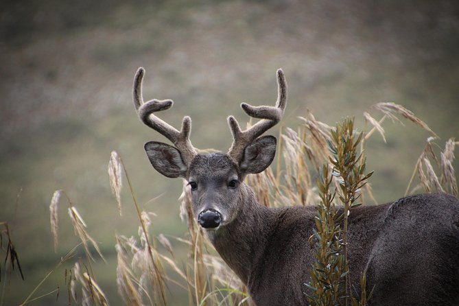 Chingaza Wildlife Páramo Adventure - What You Get for $180.50: Included Fees, Insurance, and a Real Transport Setup