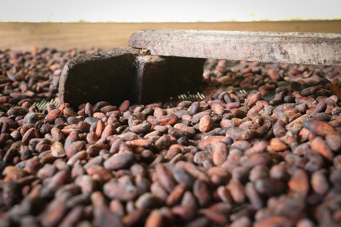 Chocolate & Coffee Farm Experience - Key Highlights You Should Know Before You Go