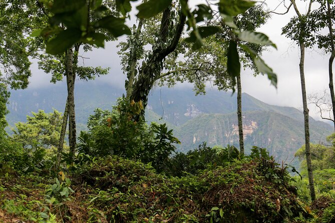 Chocolate & Coffee Farm Experience - Stop 3 Nilo Cacao Farm: Taste the Fruit, Then Watch Fermentation and Drying
