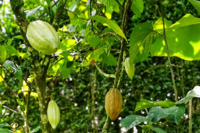 Chocolate Farm Private Tour in Medellin: Real Genuine Experience - Chocolate in the Andes: Why This Private Day Trip Works
