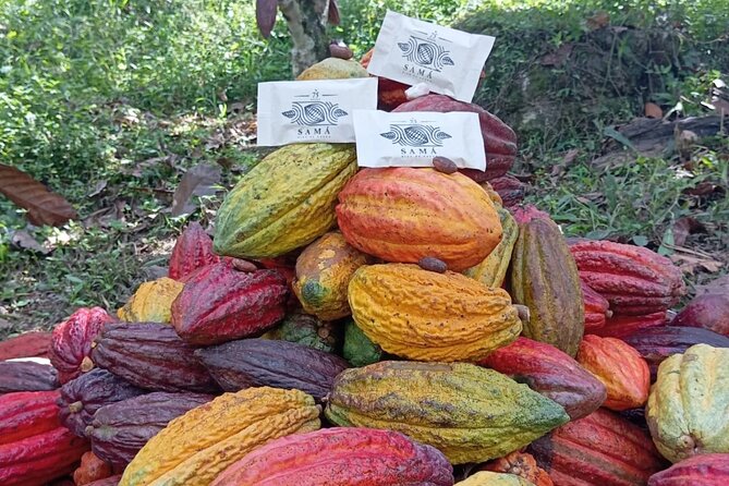 Chocolate roads at Camantours with Waterfall Experience - Lunch at midday: Paisa comfort food with a farm-to-plate feel