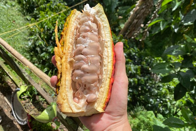 Chocolate tour near Medellin - Getting Out Of Medellín: The A/C Ride To The Cocoa Farm
