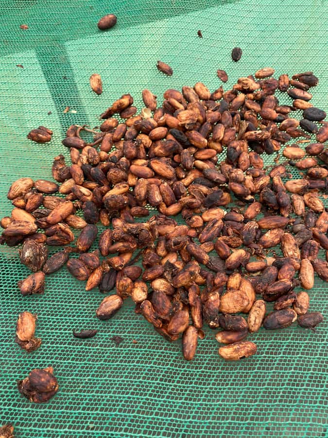 Chocolate tour near the Medellín - The family farm system: cocoa and other crops grown side by side