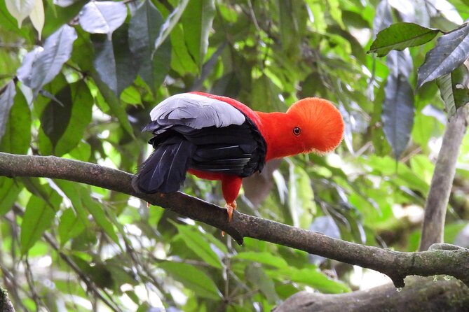 Cock of the Rock Birdwatching in Jardin with Professional Guide - Your exact route: Main Square, Reserva Jardín de Rocas, then Cocoa Café Francés