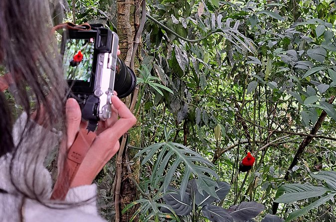 Cock of the Rock Birdwatching in Jardin with Professional Guide - Stop 2 at Reserva Natural Jardín de Rocas: watching Rupicola peruvianus at the lek
