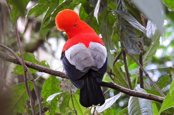 Cock of the Rock Birdwatching in Jardin with Professional Guide - Stop 3 in town: Cocoa Café Francés gelato, pastries, and a well-timed reset