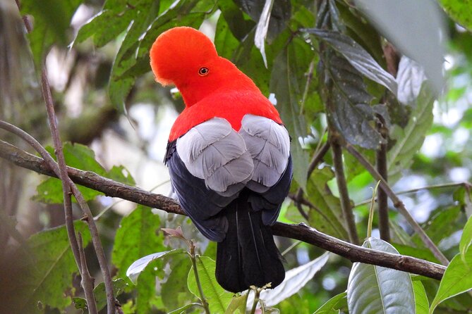 Cock of the Rock Birdwatching in Jardin with Professional Guide - Who this tour suits best, and who should skip it