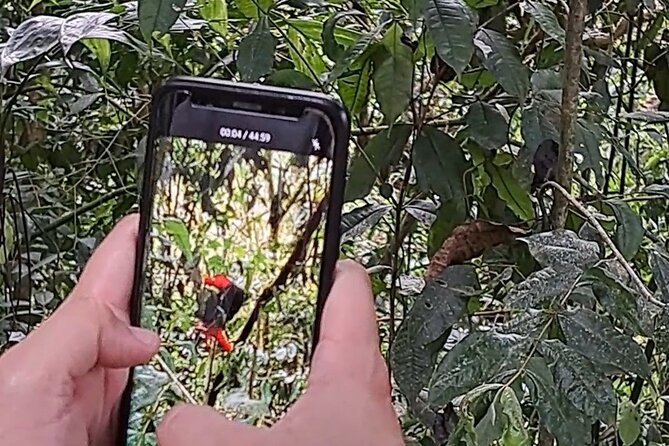 Cock of the Rock Birdwatching in Jardin with Professional Guide - Practical logistics that matter on the day
