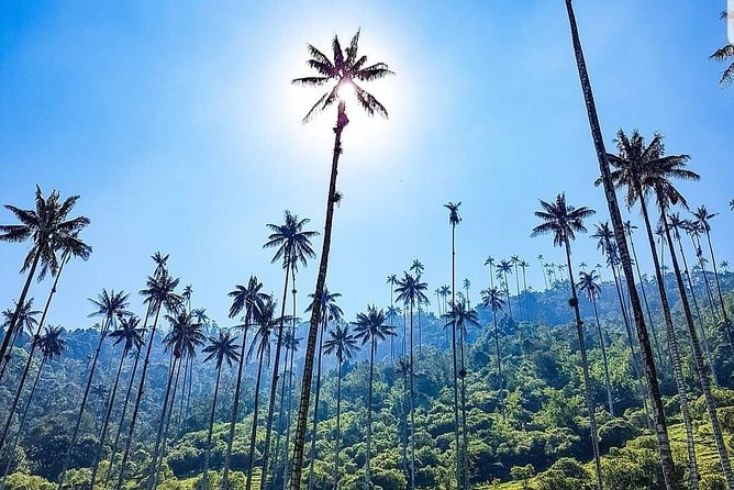 Cocora, Salento and Coffee Experience - Key highlights you should care about