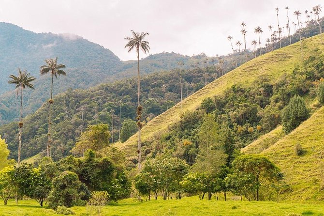 Cocora, Salento and Filandia Tour - Salento streets and viewpoints: color, central plaza time, and souvenir shopping