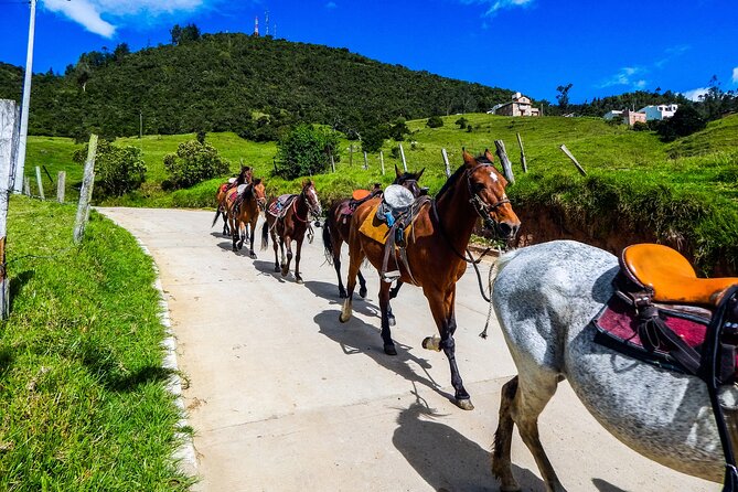 Cocora Valley and Salento Horseback Riding Day Tour - Pacing, weather, and comfort tips that actually help