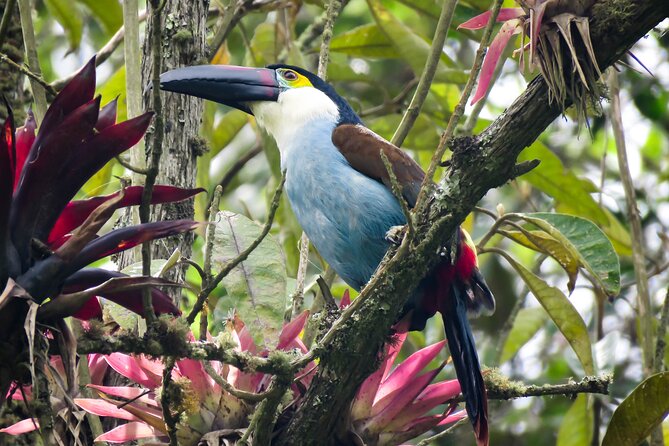Cocora Valley: Birding & Hiking with Breakfast & Lunch - Key points worth knowing before you go