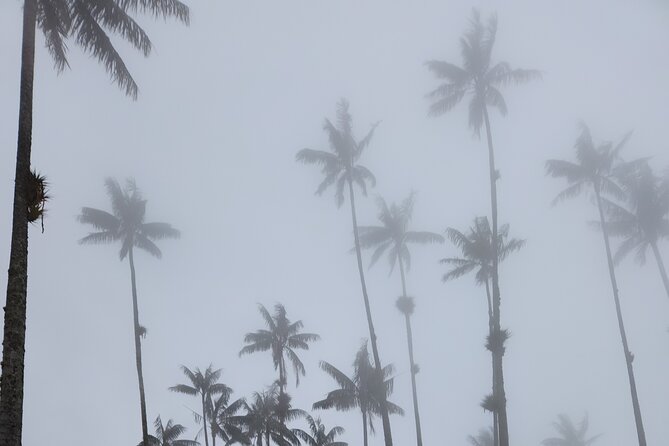 Cocora Valley: Birding & Hiking with Breakfast & Lunch - 6:00 am Salento start, breakfast fuel, and Jeep Willys comfort