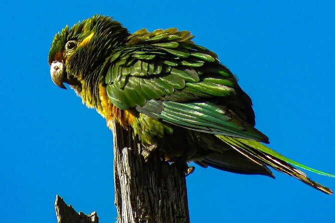 Cocora Valley: Birding & Hiking with Breakfast & Lunch - Who should pick this tour, and who should reconsider