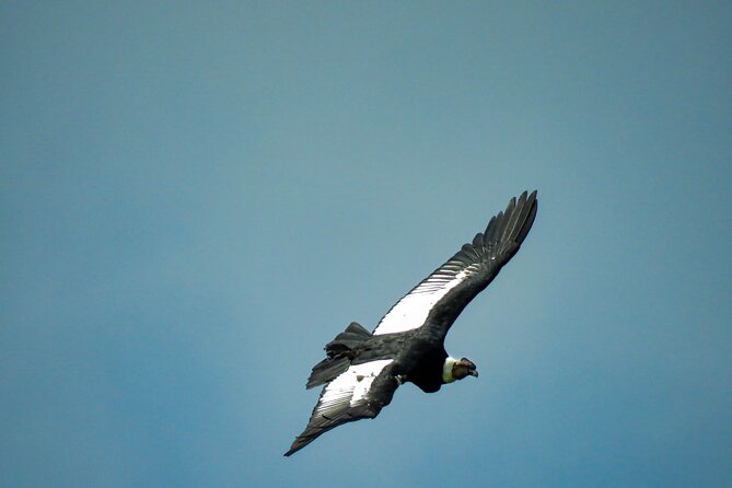 Cocora Valley: Birding & Hiking with Breakfast & Lunch - Valle del Cocora: your first birding walk in the valley