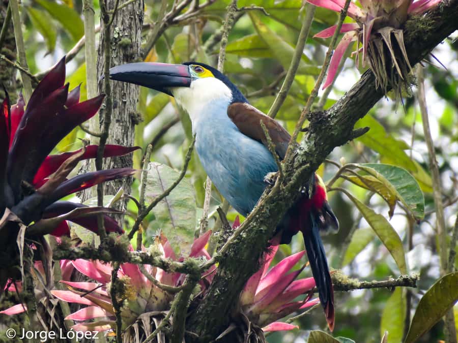 Cocora Valley: Route of the Hummingbirds + breakfast & lunch - Key points before you go