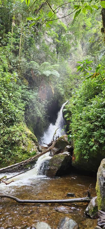 Cocora Valley: Route of the Hummingbirds + breakfast & lunch - Why Cocora Valley Feels Different on This Hummingbird Route