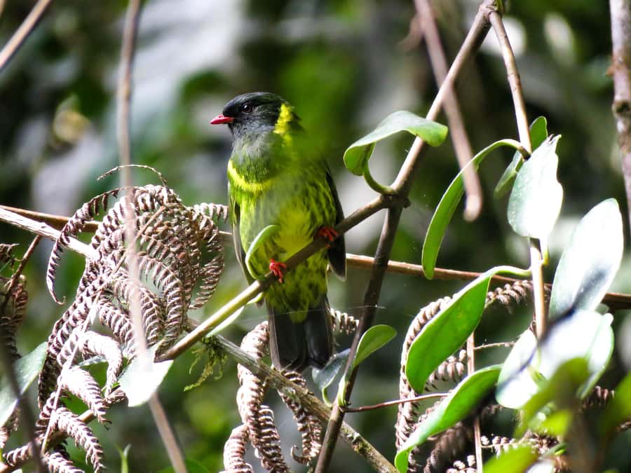 Cocora Valley: Route of the Hummingbirds + breakfast & lunch - The Jeep Ride to Cocora and the Start of the 7 km River Walk