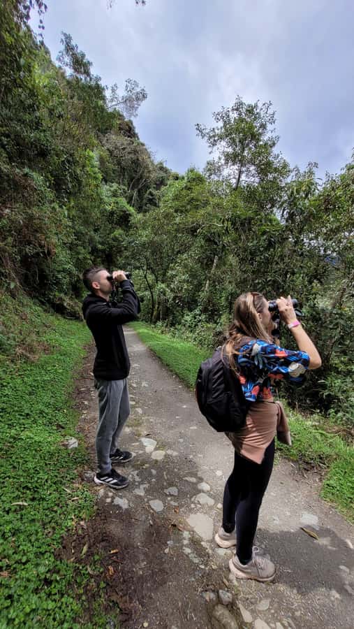 Cocora Valley: Route of the Hummingbirds + breakfast & lunch - The Descent and 16 km Reality Check: What the Hike Costs