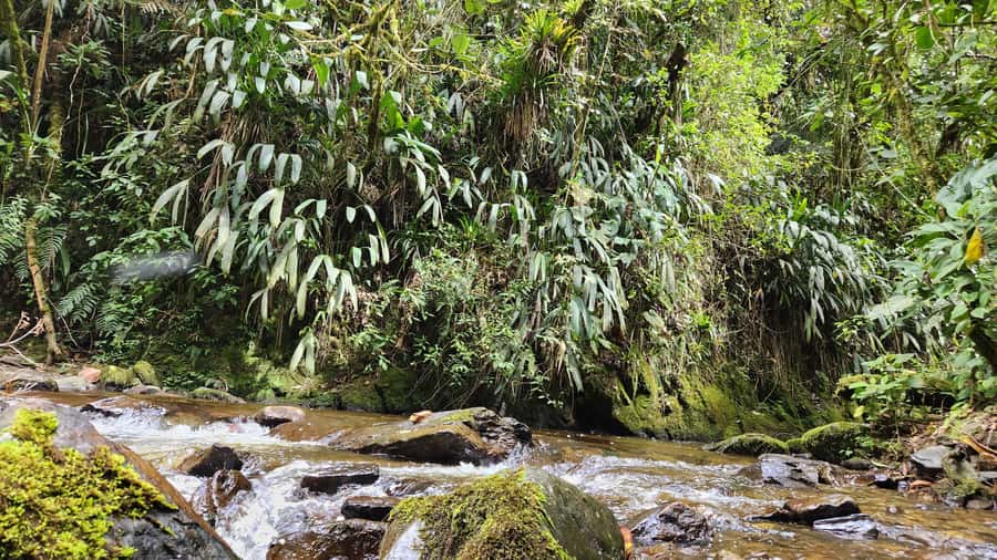 Cocora Valley: Route of the Hummingbirds + breakfast & lunch - Guide Quality Makes or Breaks This Birding Day