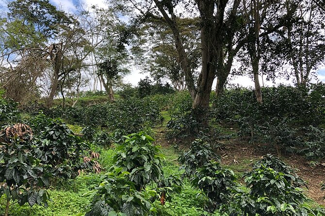 Cocora Valley, Salento and Coffee Farm Day Tour - What to wear and bring for a day that runs in all weather