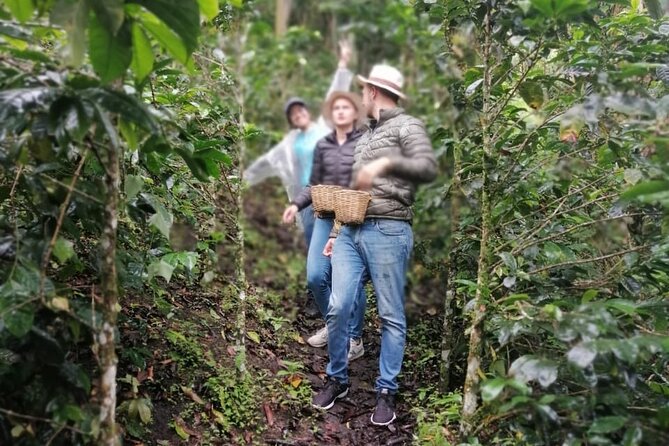 Cocora Valley, Salento and Coffee Farm Day Tour - Getting the most from a private guide and smooth pickup