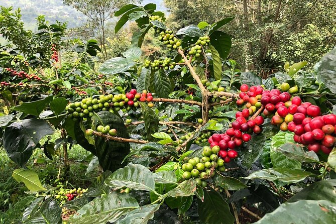 Cocora Valley, Salento and Coffee Farm Day Tour - Who this tour is best for, and who should pick something else
